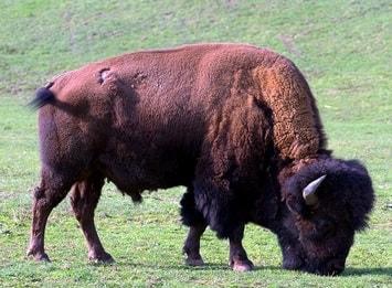 Wisent Bulle