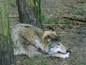 schlafender Wolf