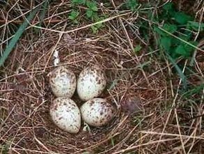 Waldschnepfen Eier